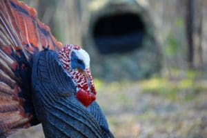 locating-gobbler-hot-spots-for-your-ground-blinds-Feature