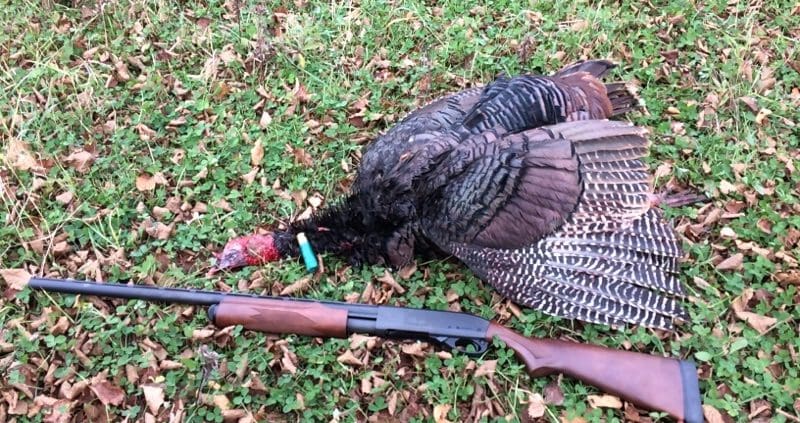 Image result for turkey hunting pics