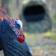 locating gobbler hot spots for your ground blinds | Big Game Treestands