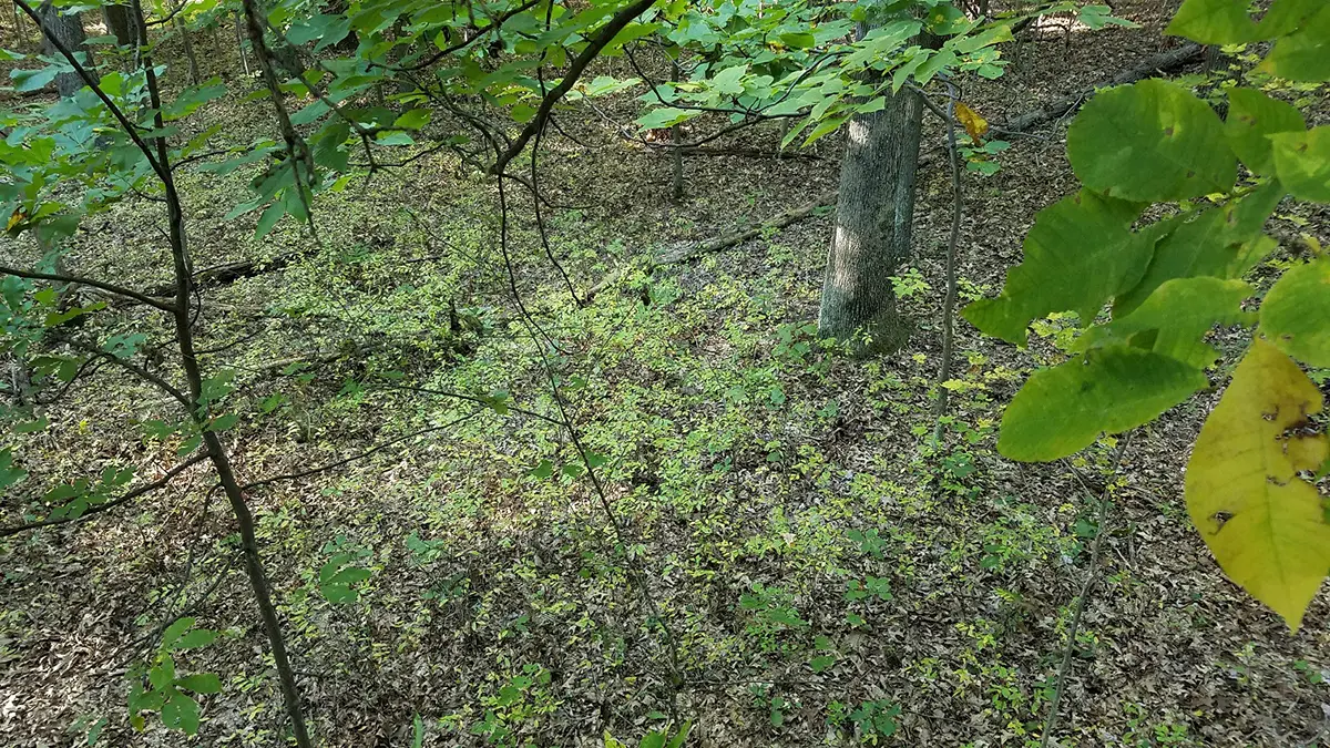 6 tree stand exit strategies for hunting the rut | Big Game Treestands