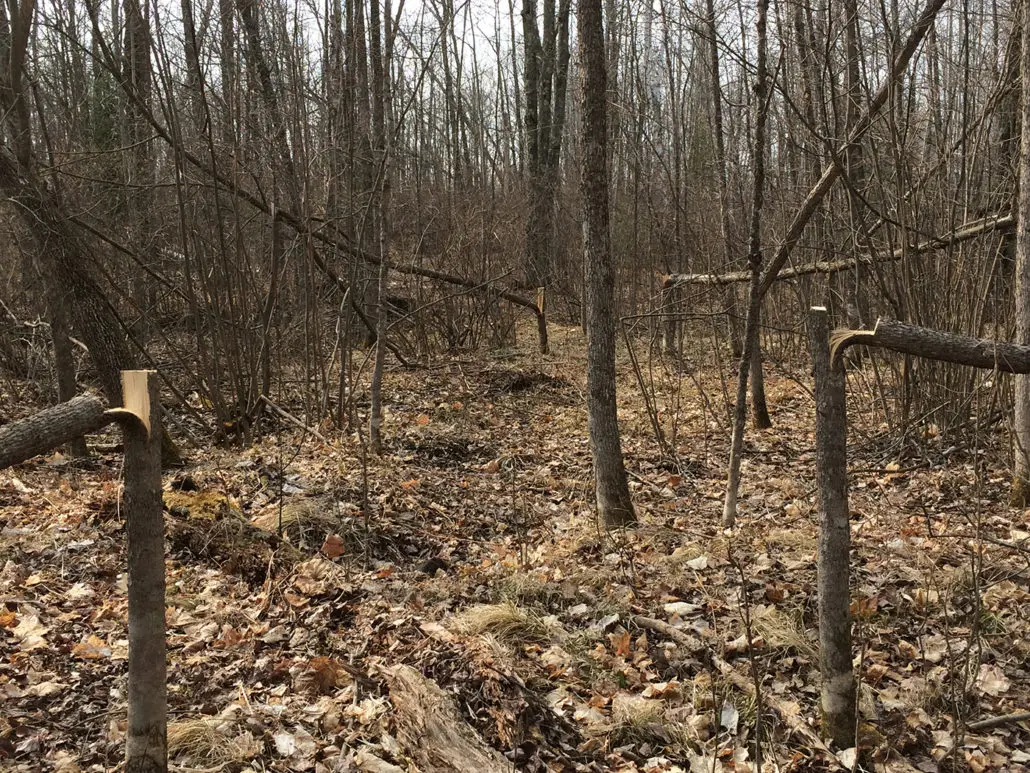 deer-hunting-accessories-for-spring-wildlife-habitat-projects-pic-3