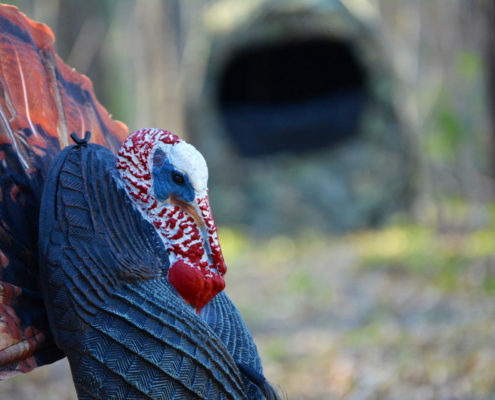locating gobbler hot spots for your ground blinds | Big Game Treestands