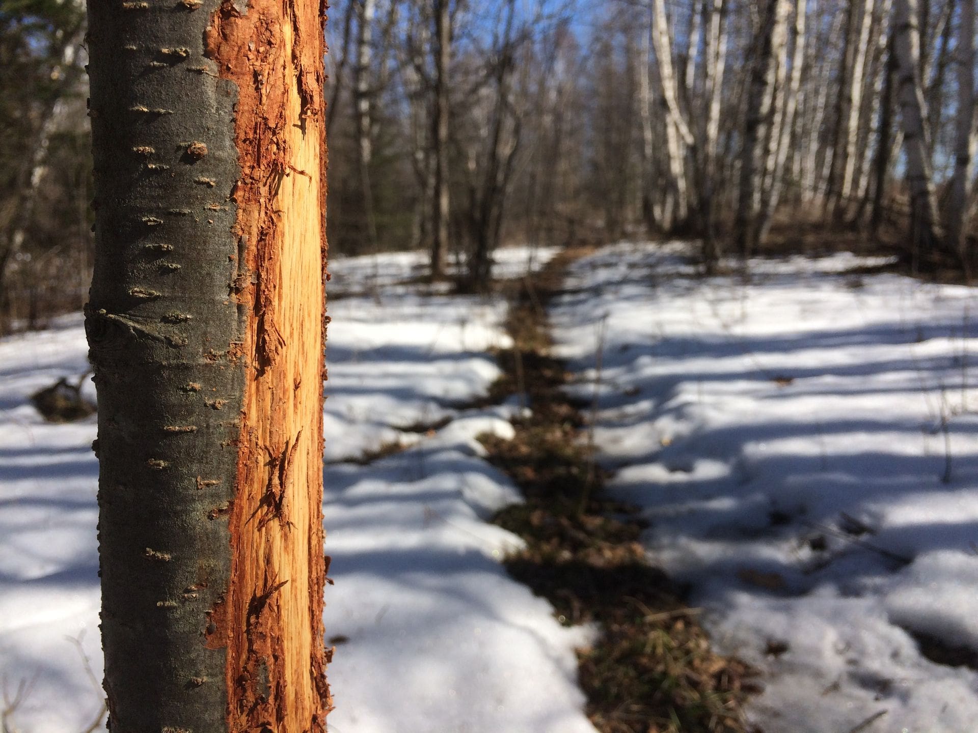 using desktop scouting to position your tree stands | Big Game Treestands