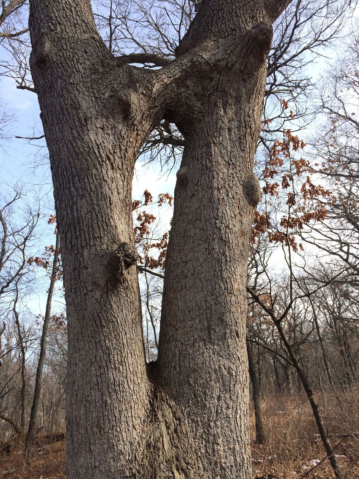 tree stand blinds tree stand concealment | Big Game Treestands