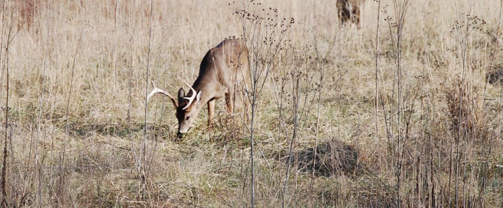 mobile hunting tree stands | Big Game Tree Stands