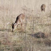 mobile hunting tree stands | Big Game Tree Stands