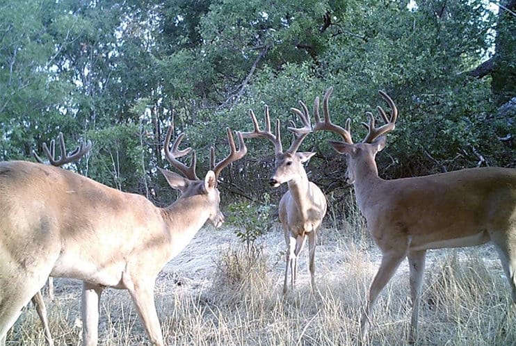 should you hang early season tree stands over deer sign | Big Game Tree Stands