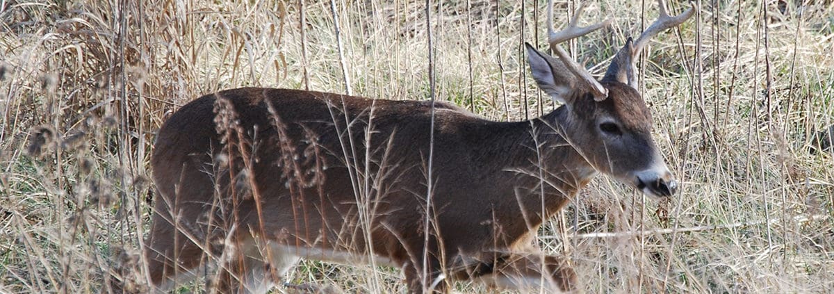 archery hunting blinds 5 mistakes to avoid in October | Big Game Treestands