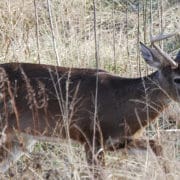 archery hunting blinds 5 mistakes to avoid in October | Big Game Treestands