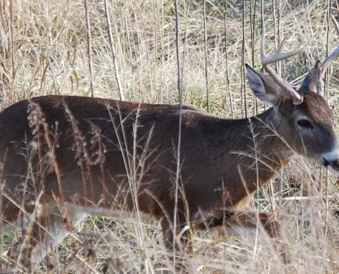 archery hunting blinds 5 mistakes to avoid in October | Big Game Treestands