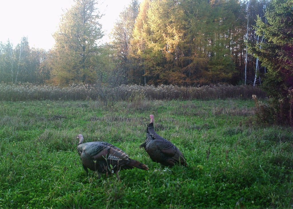 fall turkey hunting from a tree stand | Big Game Treestands