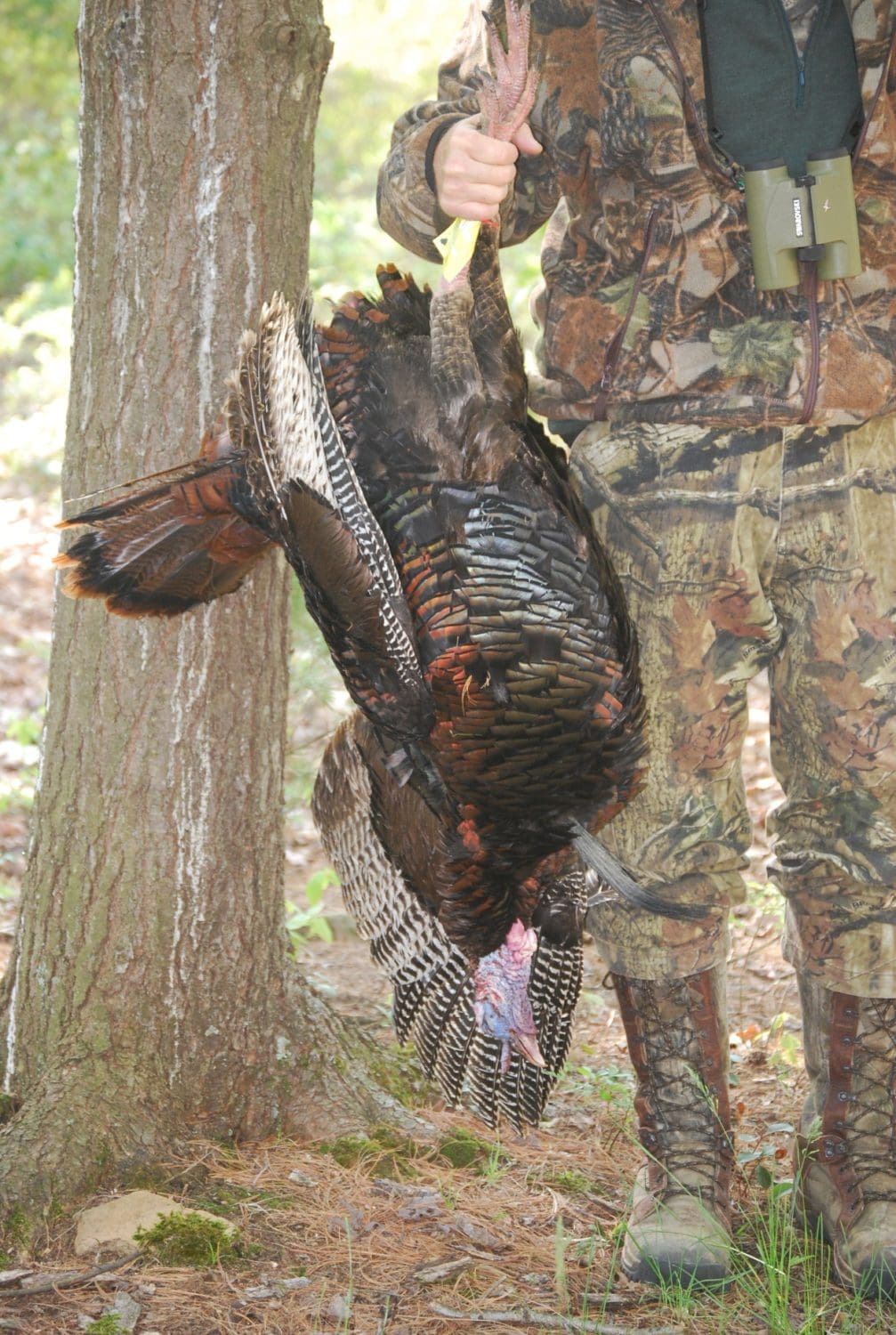 Sit & Wait Turkey Hunting